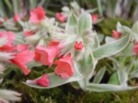 Coral pink red flowers and attractive green and white foliage